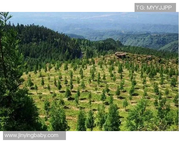 绿色森林与纽波特的生态对比与可持续发展探讨